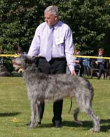 GRAIZILAND ROCK AND ROLL